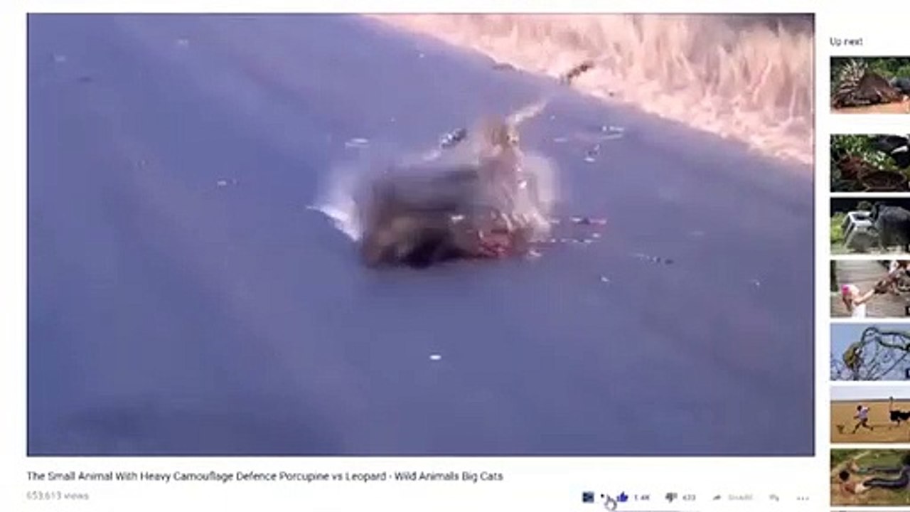 Best of Rhino protect Baby from Hyena , Baby Rhino lucky escape, Rhino vs Hyena   Animal heroes