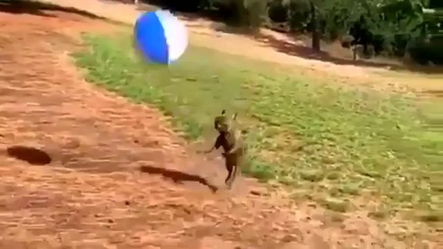FANTASTIC DOGY BALL PLAYER - gondia - गोंदिया ( 360 X 640 )