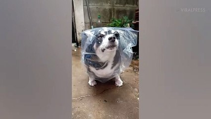 Chihuahua Uses Plastic Bag As Rain Coat