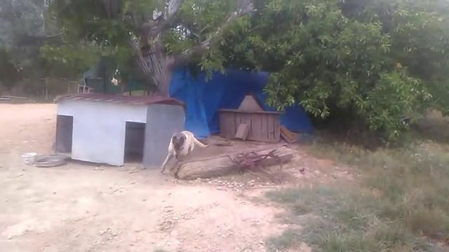 Köpek havlamasi sesleri kangal anadolu aslanı çoban köpeği kızgın köpek havlarken urmesi videoları