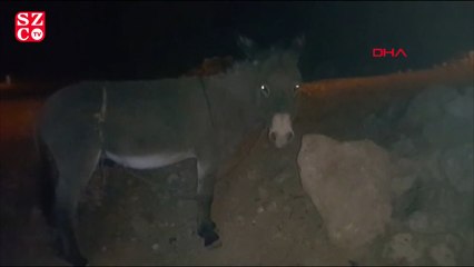 Eşeğe kötü muameleye tepki