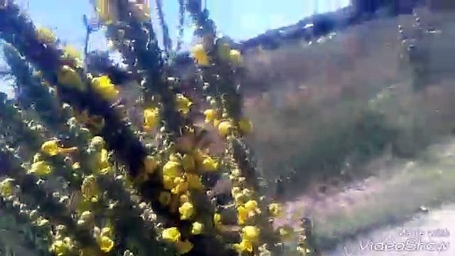 Sığır kuyruğu bitkisinin otunun faydaları yararları sığır kuyruğu bitkisinin otunun çayının faydalar