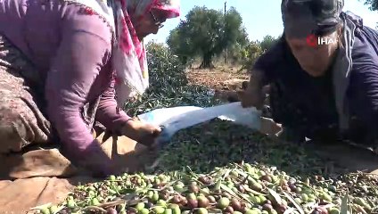 Sofraların Vazgeçilmezi Zeytinde Hasat Zamanı