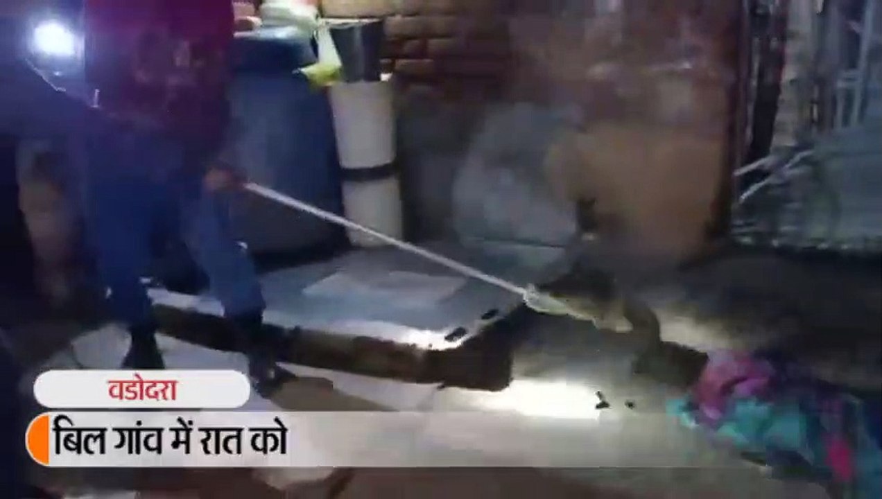 घर में घुसा मगरमच्छ, वन विभाग ने रेस्क्यू कर पकड़ा