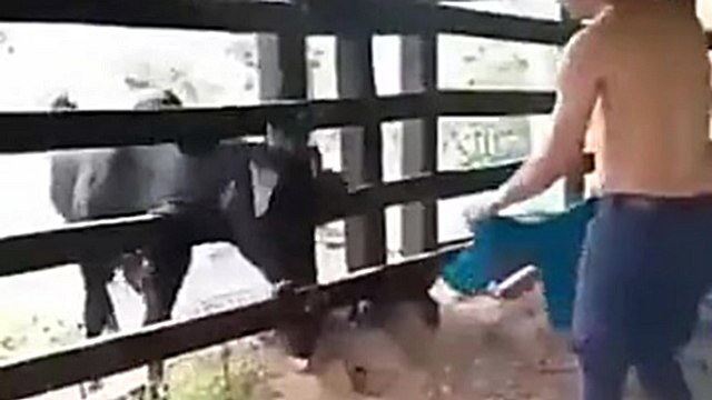 Il se moque d'une vache qui a la tête coincée dans une barrière