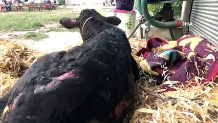 Osmaniye'de ahır yandı 7 büyükbaş hayvan telef oldu