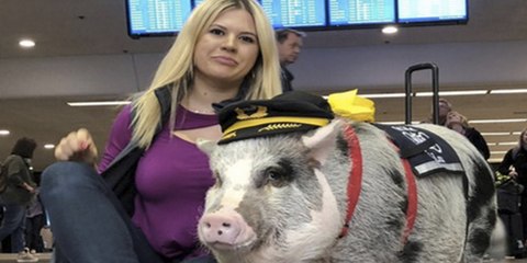 Vídeo viral: Esta cerda anima en un aeropuerto de EE.UU. a los pasajeros estresados