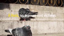 À Paris, les pigeons sont victimes des… coiffeurs