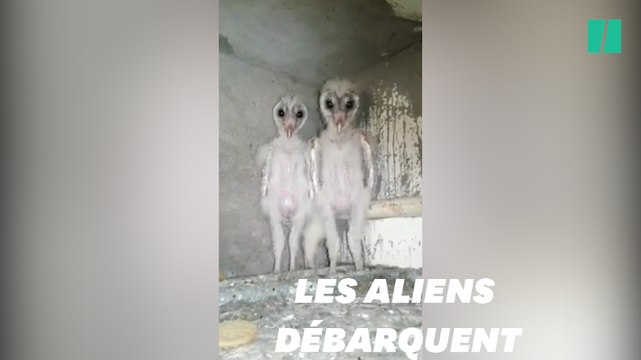 Des ovnis? Des martiens? Non, juste deux bébés chouettes