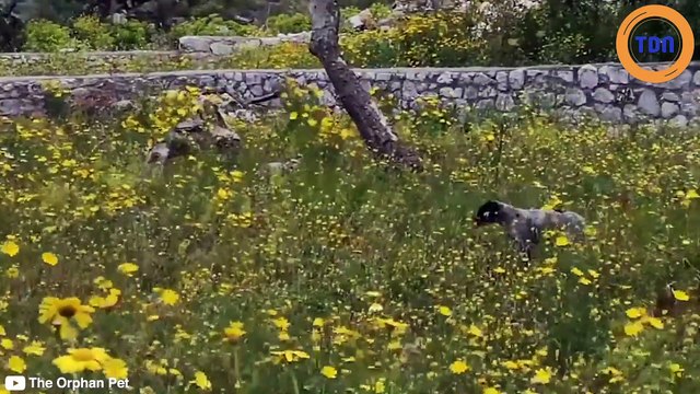 Une chienne abandonnée par ses maîtres se cachait dans les buissons...