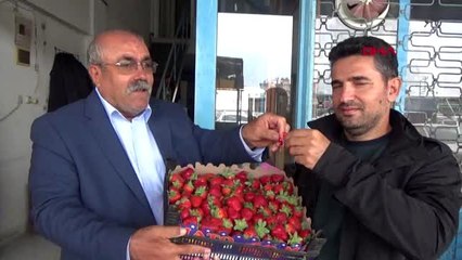 Antalya'da mevsimin ilk çileği kilosu 10 liradan alındı