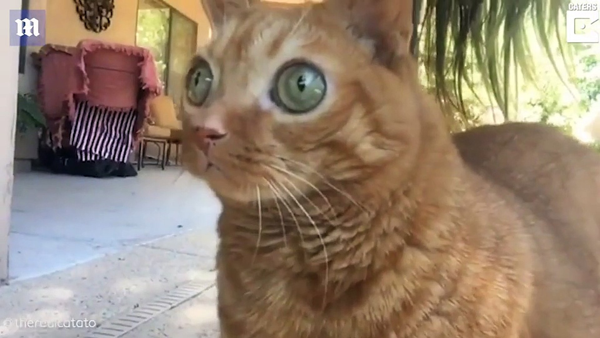 Un Chat Aux Yeux Etrangement Globuleux Est La Nouvelle Star D Instagram Video Dailymotion