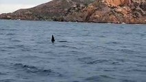 Encuentran dos orcas en el puerto de Cartagena