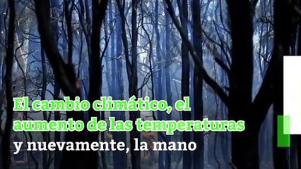Grandes incendios forestales 2019