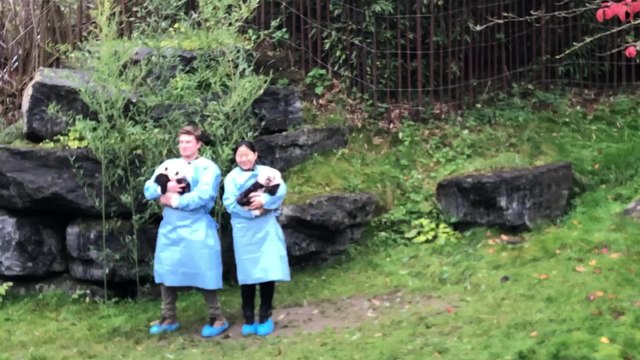 Les jumeaux pandas géants de Pairi Daiza s'appellent Bao Di et Bao Mei