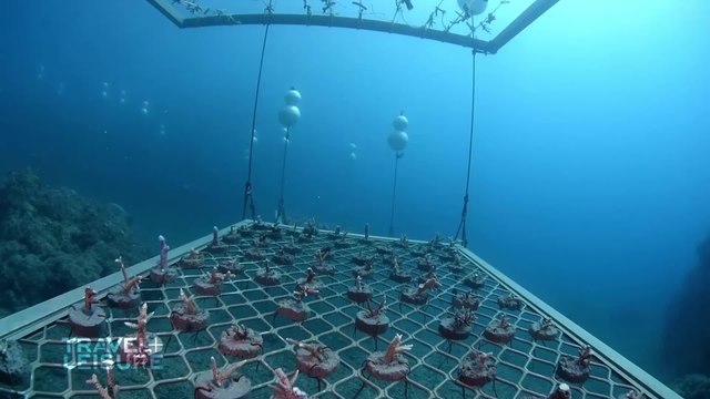The Great Barrier Reef Coral Gardner