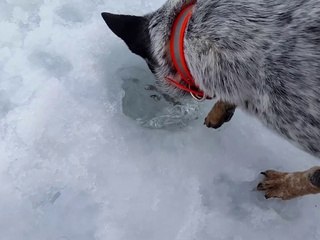 Clever Ice Fishing Doggo Catches Dinner