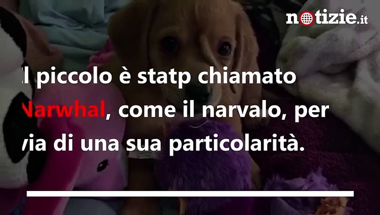 Il cane unicorno con una cosa sulla testa: salvato dalla strada dai volontari | Notizie.it