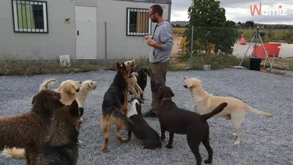 ​El comportamiento de los perros