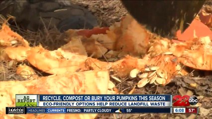 Eco-friendly pumpkin disposal