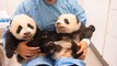Les jumeaux Pandas de Pairi Daiza ont bien grandi !