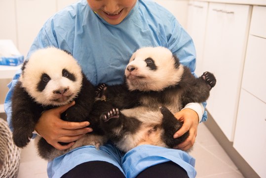 Les jumeaux Pandas de Pairi Daiza ont bien grandi !