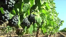 Scientists: Grape Stems That Are Usually Discarded May Help Fight Cancer