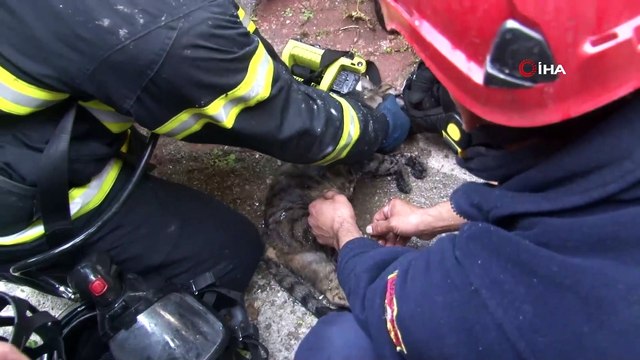 Yangında kedileri ölen kadın krize girdi