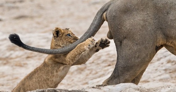 Ce cliché amusant d'un lionceau jouant avec la queue d'un lion, élue photographie animalière la plus drôle de l'année