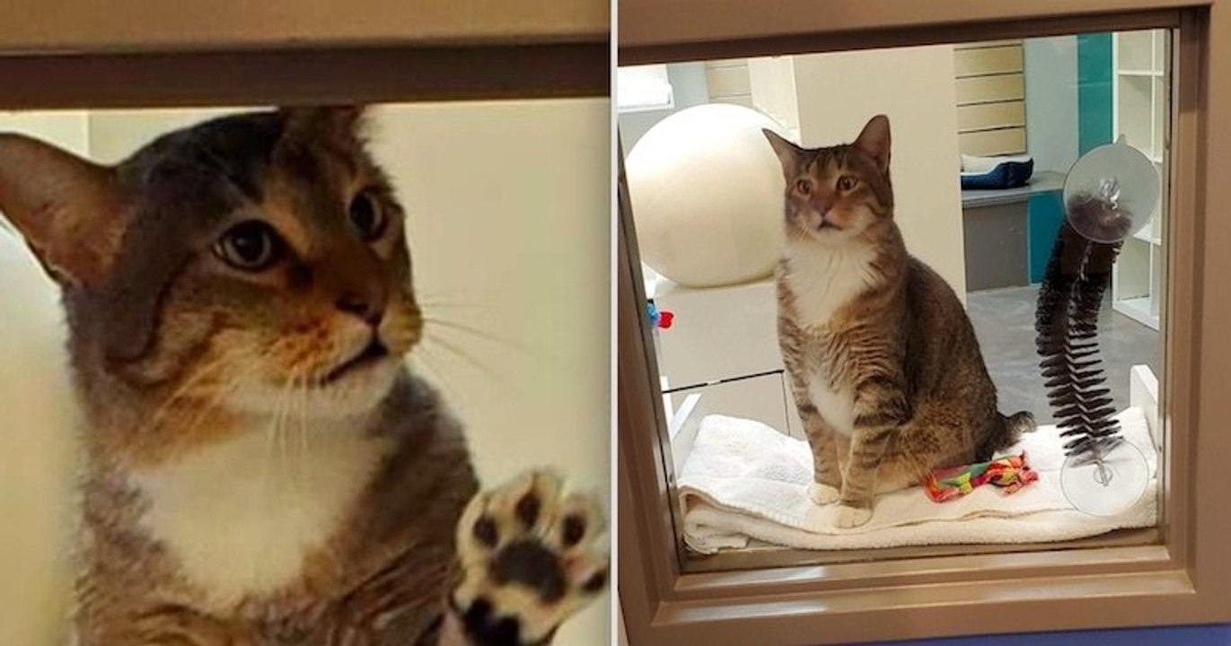 Roi de la belle, ce chat passait ses nuits à ouvrir les portes de son refuge pour permettre à tous les chats de s'évader