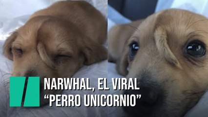 "Narwhal", el "perro unicornio" que se ha convertido en un fenómeno viral