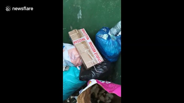 Shocking moment Greek man discovers 11 newborn puppies dumped in bin