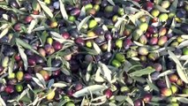 Zeytin Yağında Doğru Bildiğimiz Yanlışlar