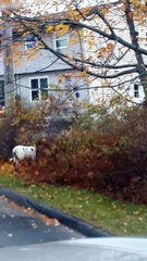 Beautiful Piebald Deer Wandering in Downtown Sackville