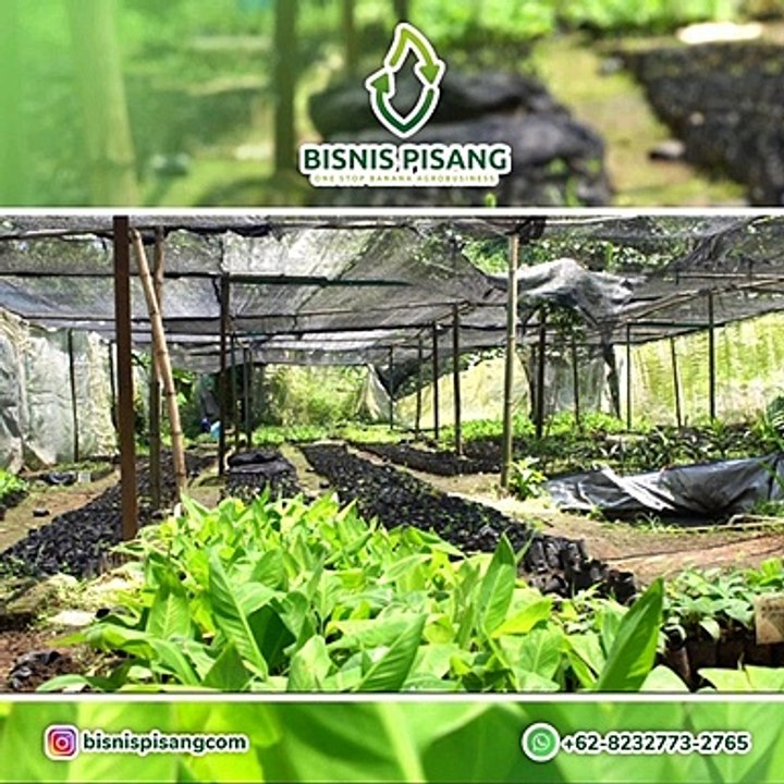 WA +62 823-2773-2765 HARGA Bibit Pisang Sunfresh