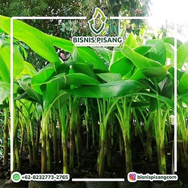 WA +62 823-2773-2765 PENJUAL Bibit Pisang Sunfresh
