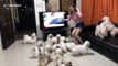Woman mobbed by her pet Shih Tzus