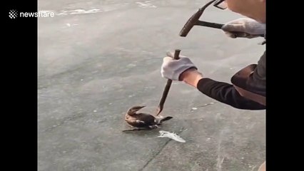 Il libère un canard prisonnier d'un bloc de glace avec un marteau !
