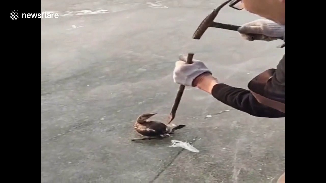 Il libère un canard prisonnier d'un bloc de glace avec un marteau !