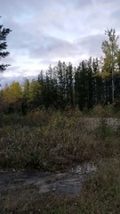 C'est quoi ce bruit en pleine forêt ?