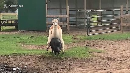 Farmyard ride-share: Alpaca catches ride from pig