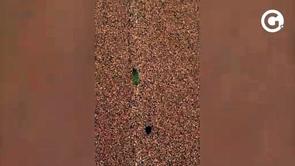 Manchas de óleo atingem praia de Jacaraípe, na Serra