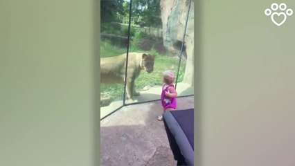Cette lionne a bien envie de croquer ce bébé