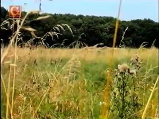 Conheça  o Lobisomem Real A Besta de Gévaudan morto e filmado  por soldados alemães