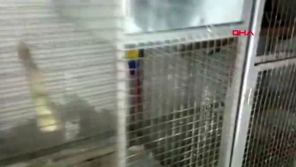 Zeytinburnu'nda kaçak papağan operasyonu; 2 gözaltı