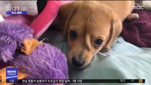 [뉴스터치] 이마에 '꼬리'달린 유니콘 강아지 구조…입양 문의 쇄도