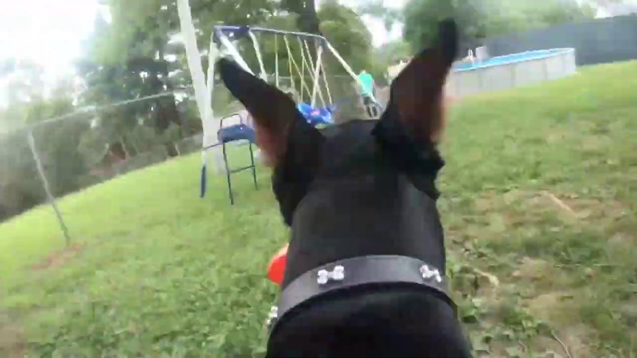 Doberman wears the new gopro hero 7