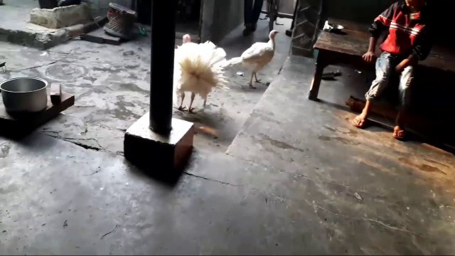 Tarki murgi || dehati murgi || fam murgi || by ar vlogger