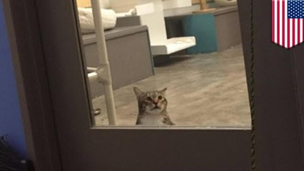 Cat put in solitary after masterminding mass feline breakout