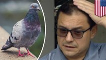 鳥被害について熱弁する議員の頭上に鳩のフンが直撃 - トモニュース